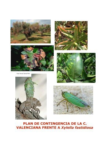 PLAN DE CONTINGENCIA DE LA C VALENCIANA FRENTE A Xylella fastidiosa