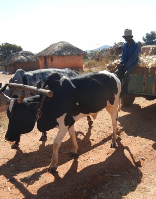 ZAMBIA