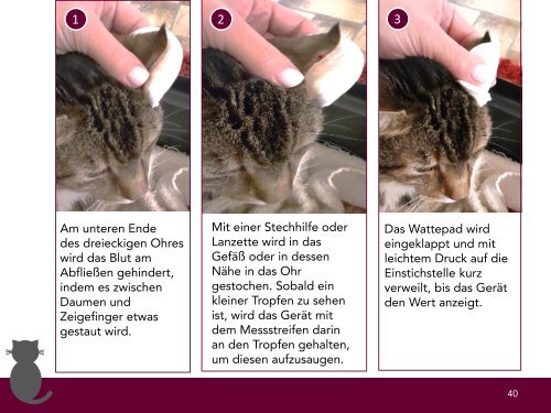 Diabetestherapie bei Katzen