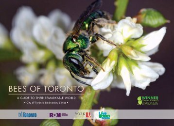 BEES OF TORONTO