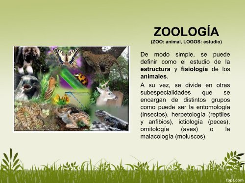 ZOOLOGÍA (ZOO: animal, L