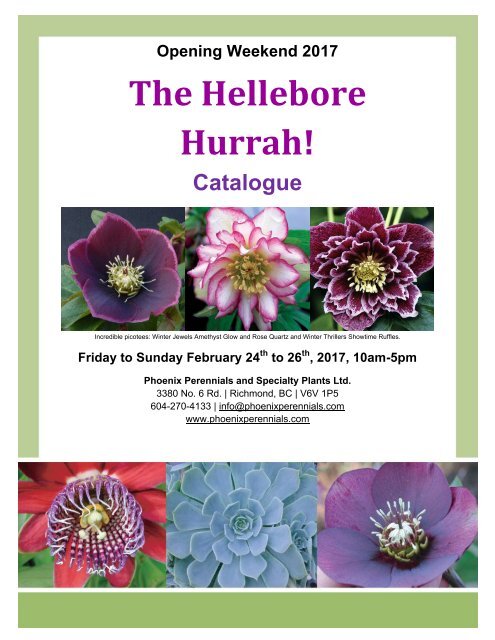 The Hellebore Hurrah The Hellebore Hurrah