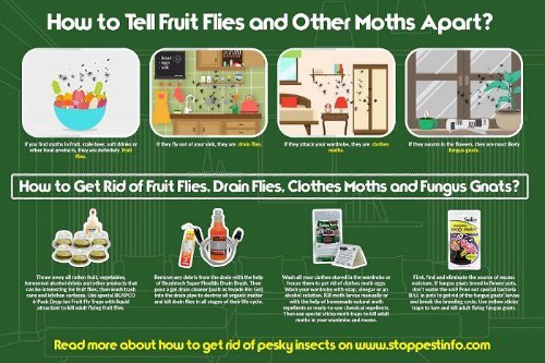 Get rid of fruit flies