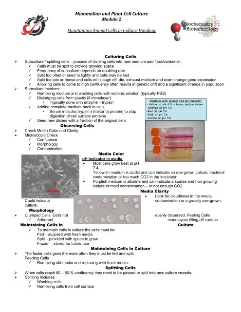 Maintaining Animal Cells in Culture Handout