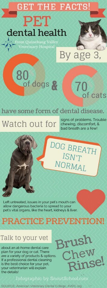 Quick Facts and the Truth About Pet Dental Health