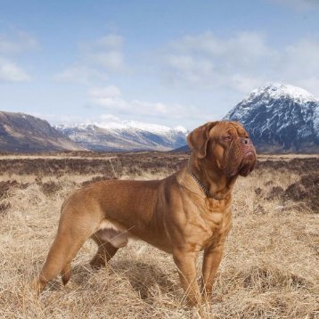 Dogue De Bordeaux