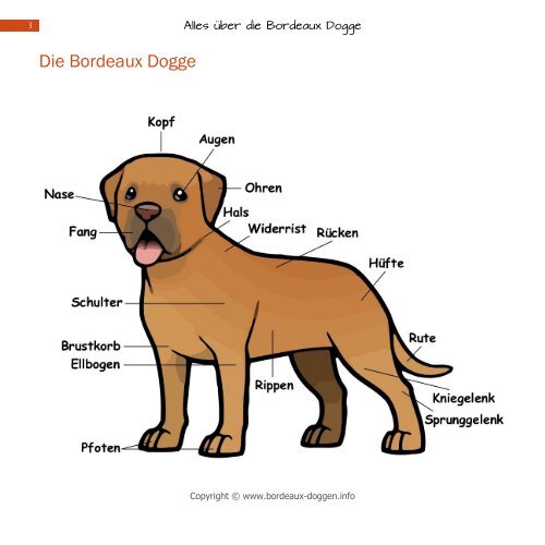 Dogue De Bordeaux