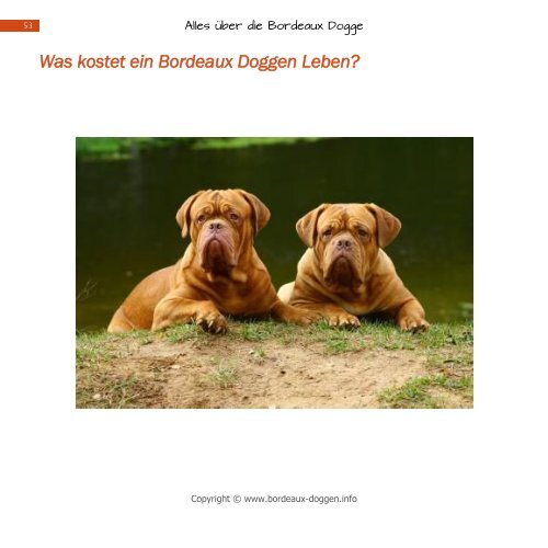 Dogue De Bordeaux