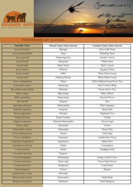Download a list of the Common Plants of - Encounter Mara Safari ...