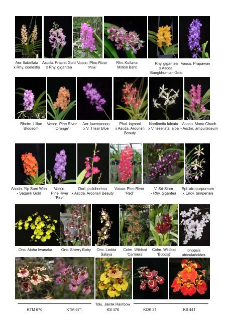 pdf file (1.25 Mbs) - Kultana Orchids