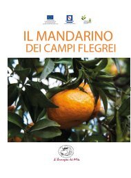 Il mandarino dei campi flegrei