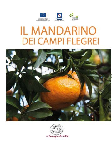 Il mandarino dei campi flegrei