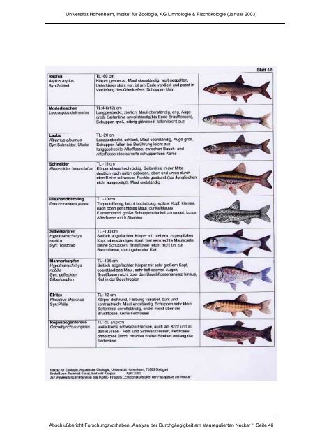 Analyse der Durchgängigkeit von Fischpässen am stauregulierten