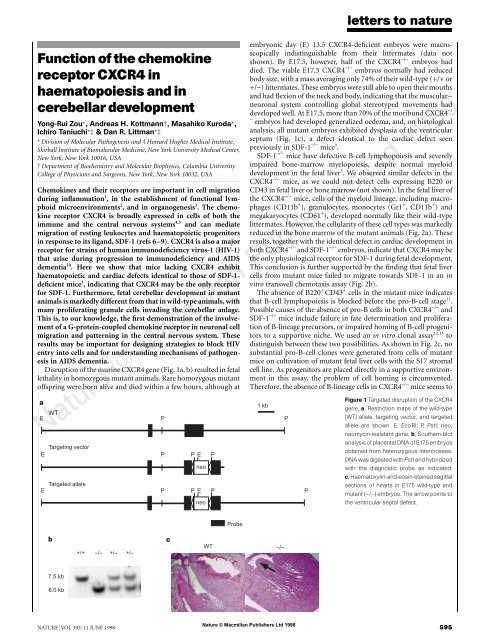 Function of the chemokine receptor CXCR4 in haematopoiesis and ...