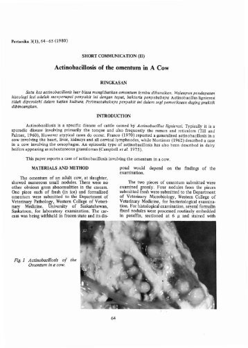 Actinobacillosis of the omentum in A Cow