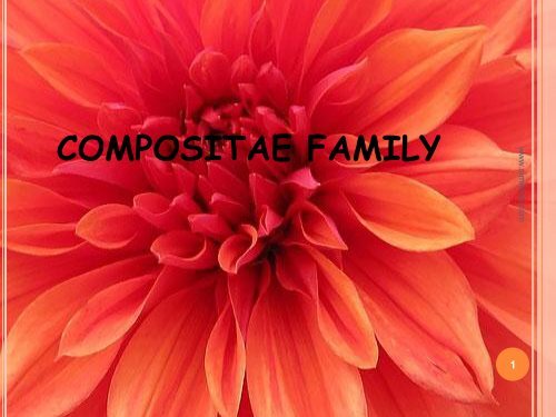 Compositae family remedies - Similima