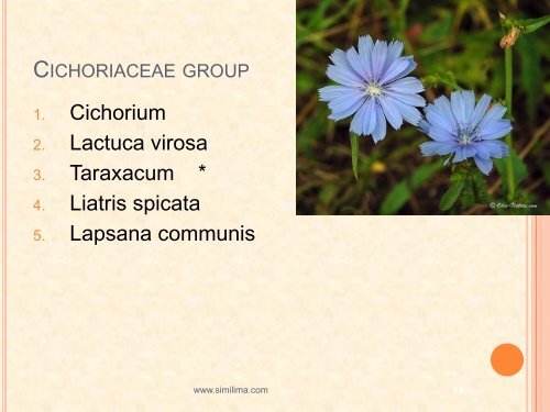 Compositae family remedies - Similima