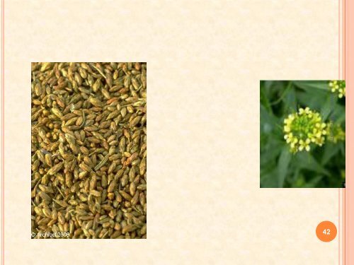 Compositae family remedies - Similima