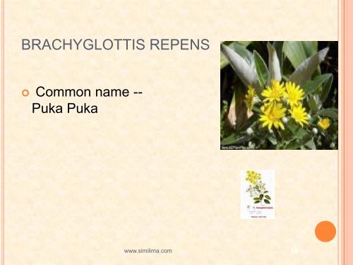 Compositae family remedies - Similima