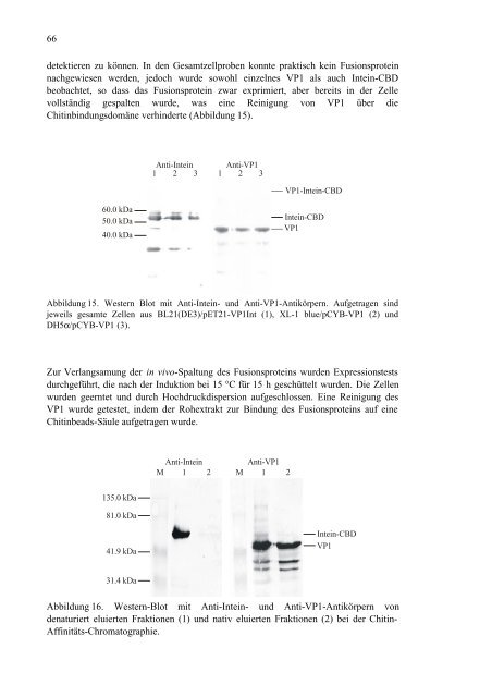 Untersuchungen von Varianten des Polyomavirus-Hüllproteins VP1 im