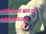 5 Tips To Give Your Dog A Healthier Smile