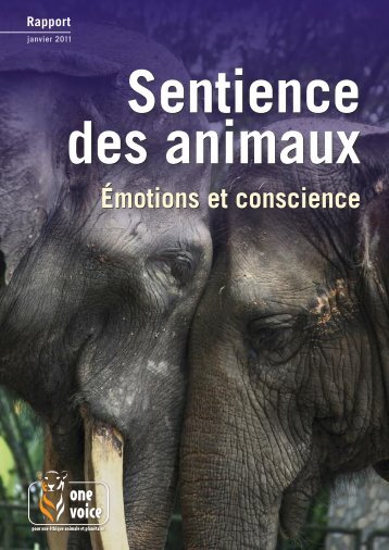 Sentience Des Animaux