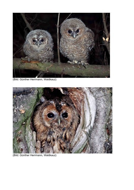 Vogelkundliche Stellungnahme zum geplanten Flutpolder bei Leipheim