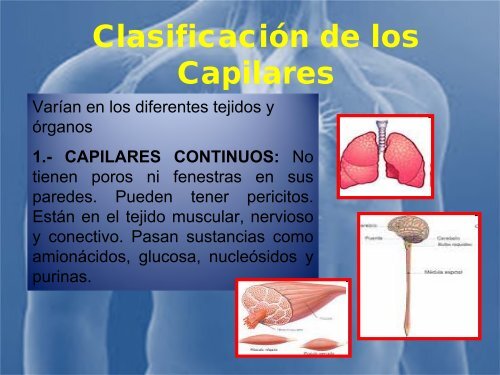 sistema_cardiovascular 2017