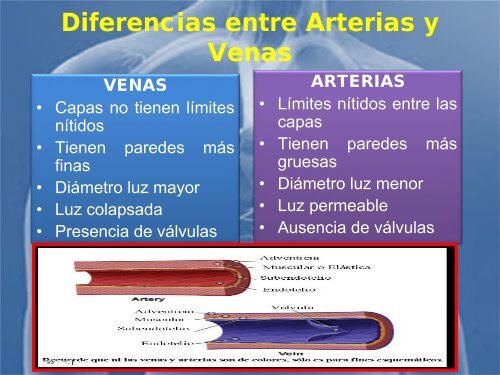 sistema_cardiovascular 2017