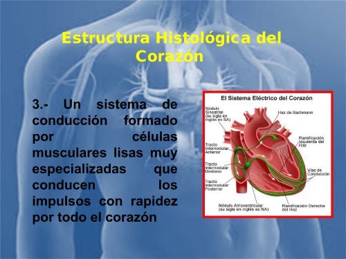 sistema_cardiovascular 2017