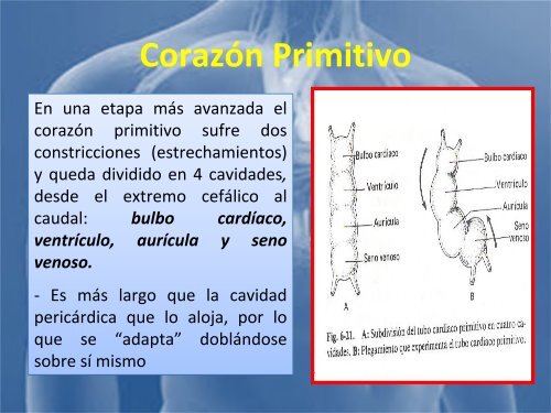 sistema_cardiovascular 2017