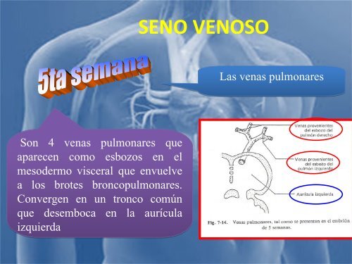 sistema_cardiovascular 2017