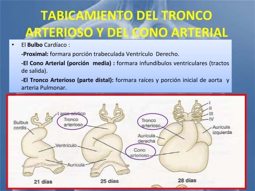 sistema_cardiovascular 2017