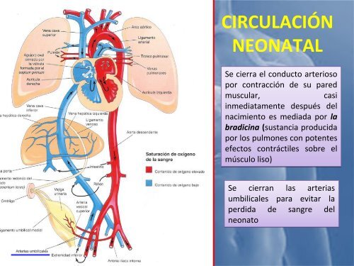 sistema_cardiovascular 2017