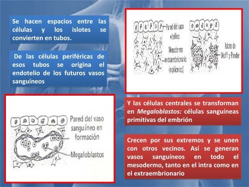 sistema_cardiovascular 2017