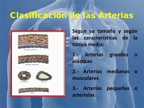 sistema_cardiovascular 2017