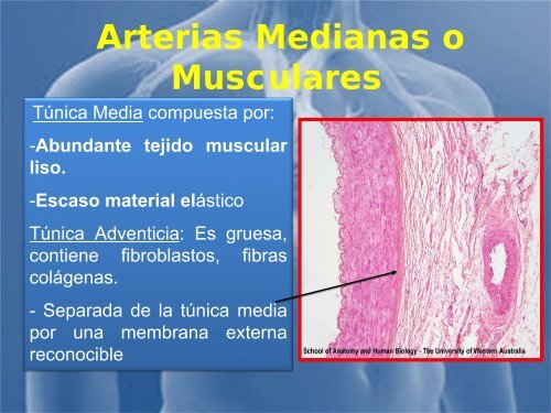 sistema_cardiovascular 2017