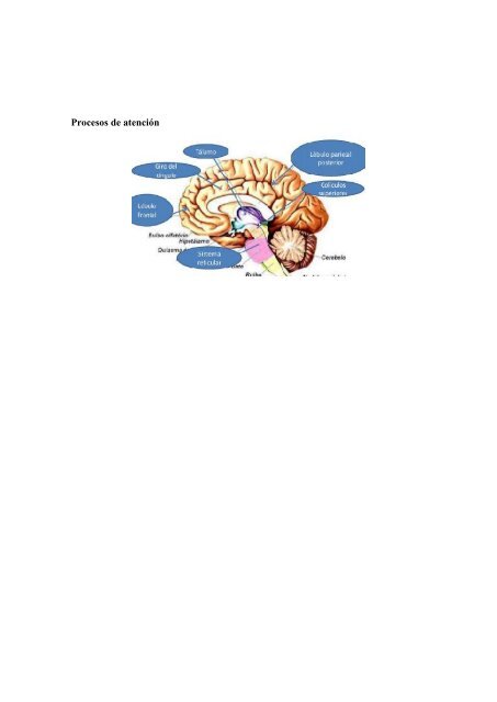 BORRADOR DEL TRABAJO DE PSICOFISIOLÓGICA