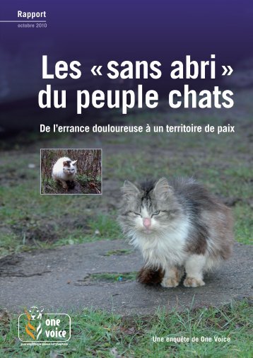 Les sans-abri du peuple chats