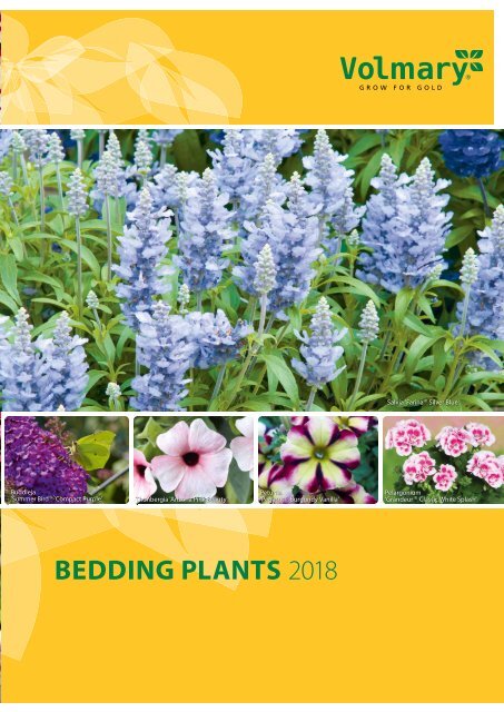 BEDDING PLANTS 2018