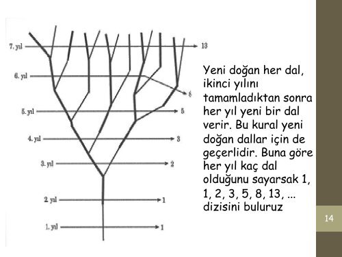 fibonacci-sayilari-ve-altin-oran_2