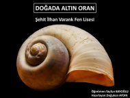fibonacci-sayilari-ve-altin-oran_2