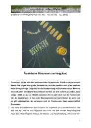 Planktische Diatomeen um Helgoland - PROTISTEN.DE - Wolfgang ...