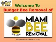 Bee Hive & Honey Removal Miami|Miami Bee Removal Corp