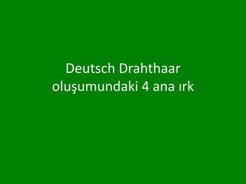 5 drahthaar sunum