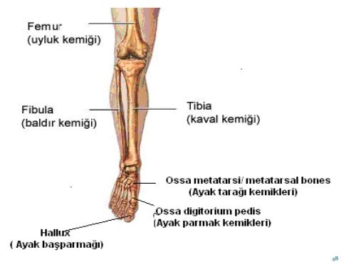 hareket sistemi -5.Hafta