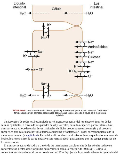 fisiologia de la ereccion guyton