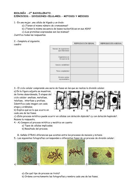 ejercicios div mitosismeiosis 12 (1)