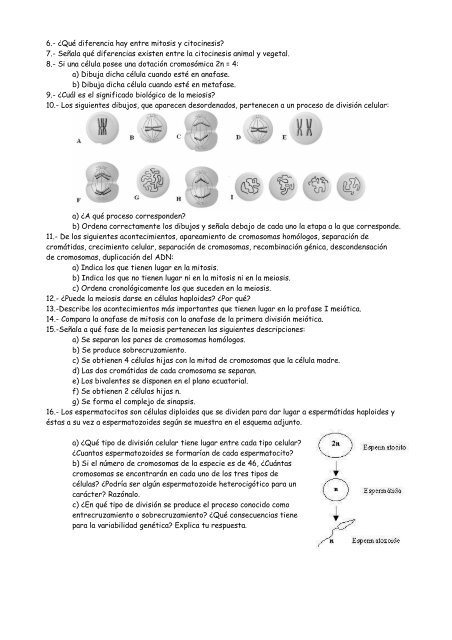 ejercicios div mitosismeiosis 12 (1)