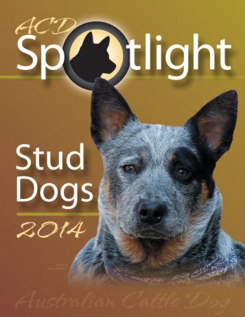 ACD Stud Dogs 2014